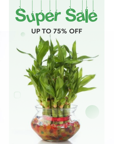 super sale up to 75% off and discribed middle green plant in orange pot